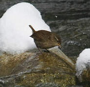 Eurasian Wren