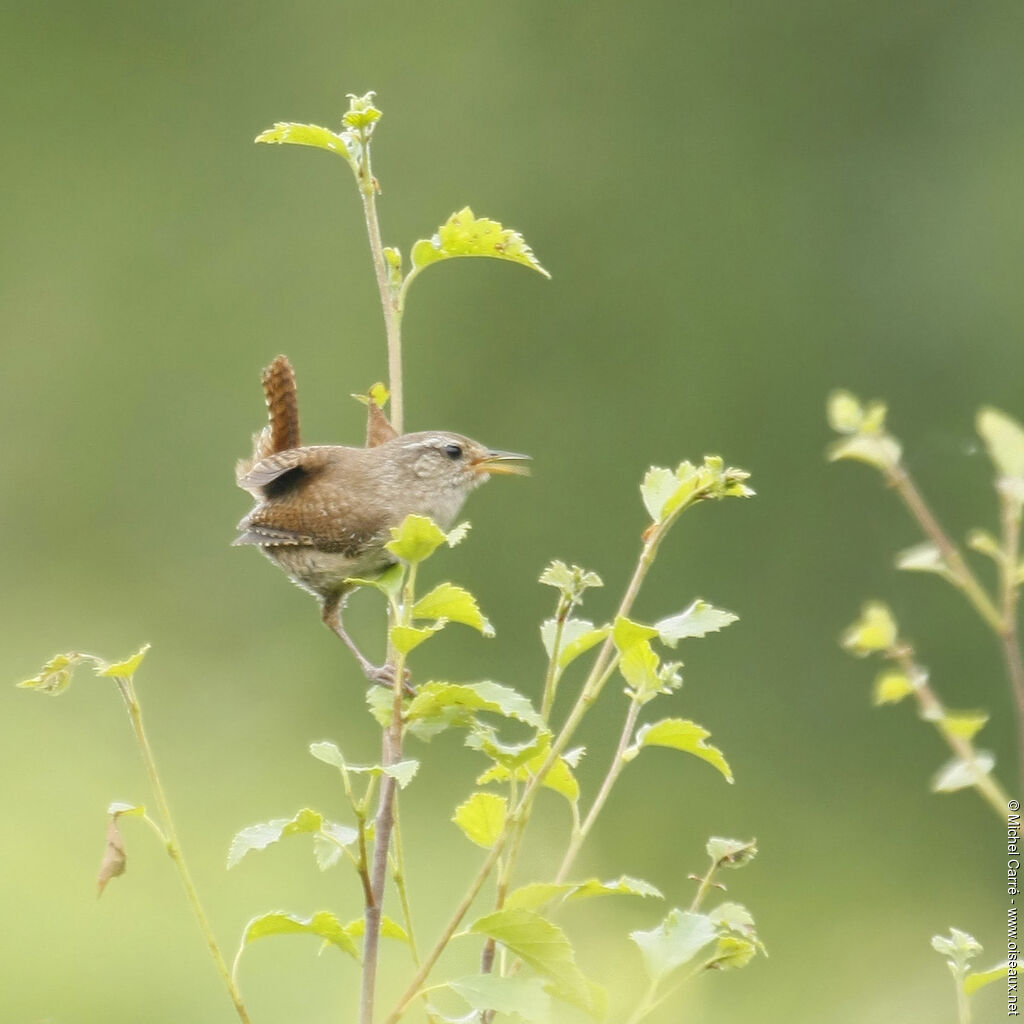 Eurasian Wren, song