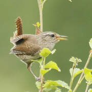 Eurasian Wren