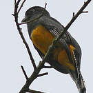 Trogon à lunettes jaunes