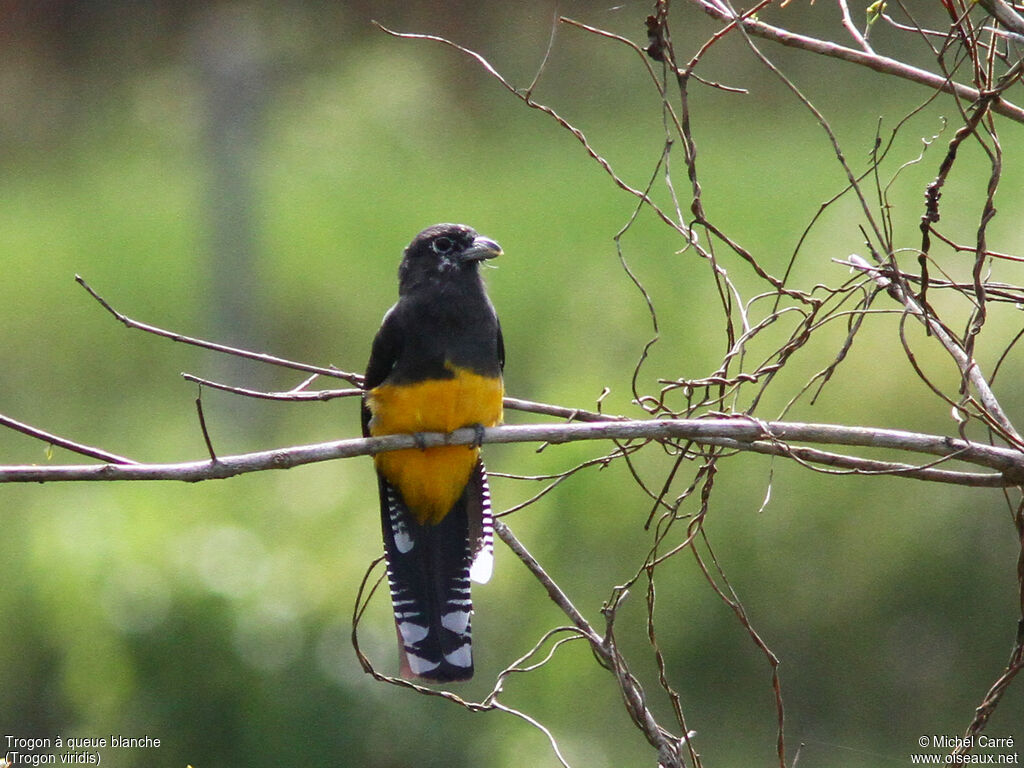 Trogon à queue blanche femelle adulte