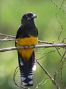 Trogon à queue blanche