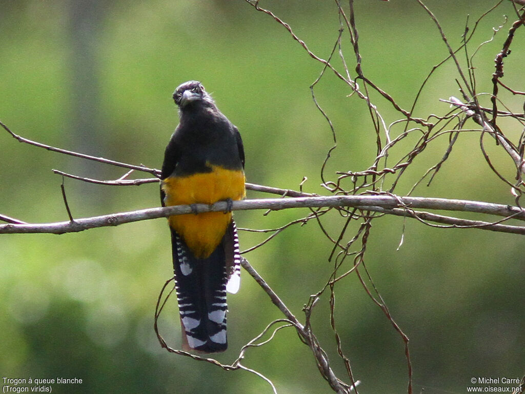 Trogon à queue blanche femelle adulte