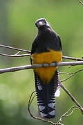 Trogon à queue blanche