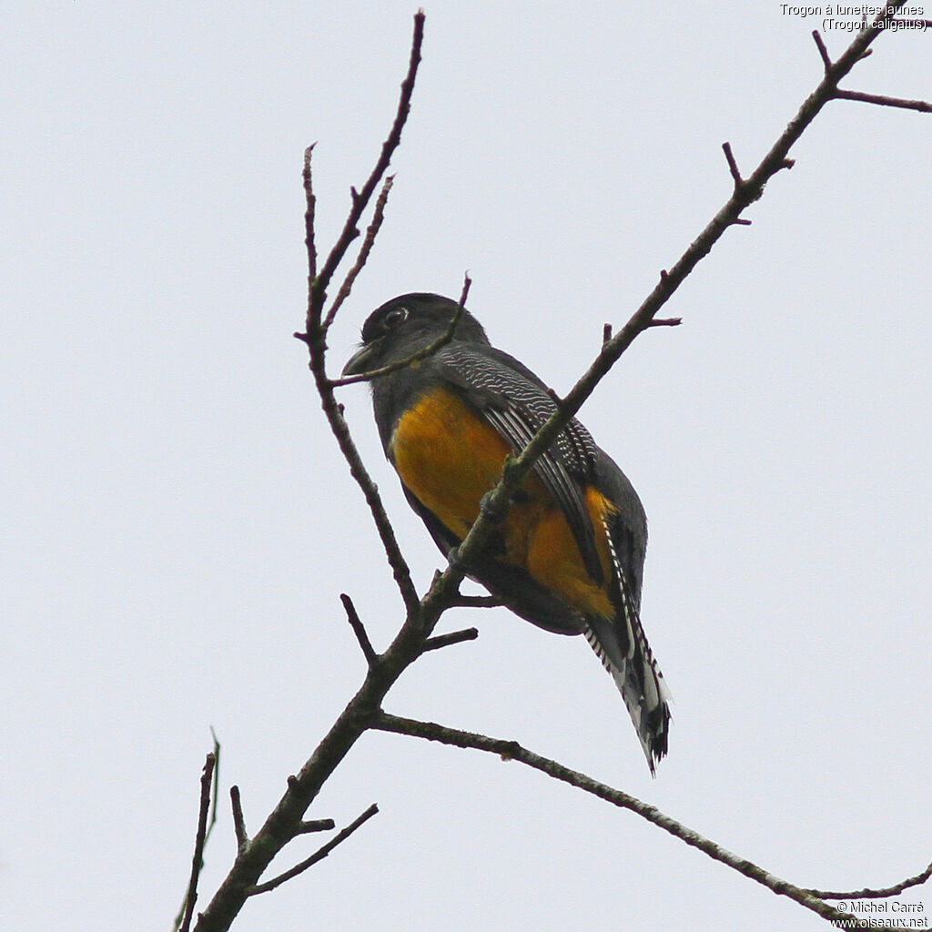Gartered Trogon female, adult