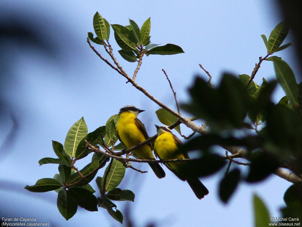 Rusty-margined Flycatcher