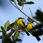 Rusty-margined Flycatcher