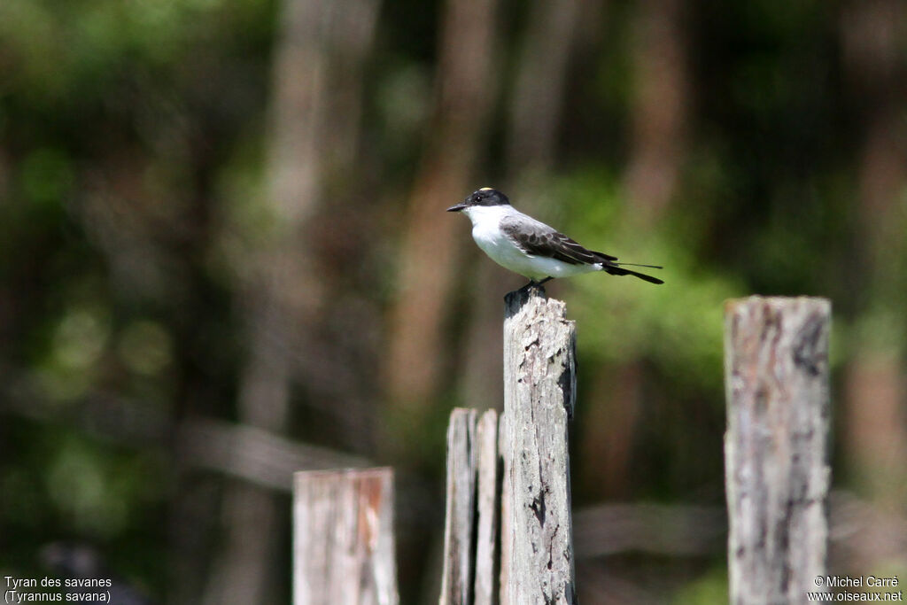 Fork-tailed Flycatcheradult