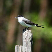 Fork-tailed Flycatcher