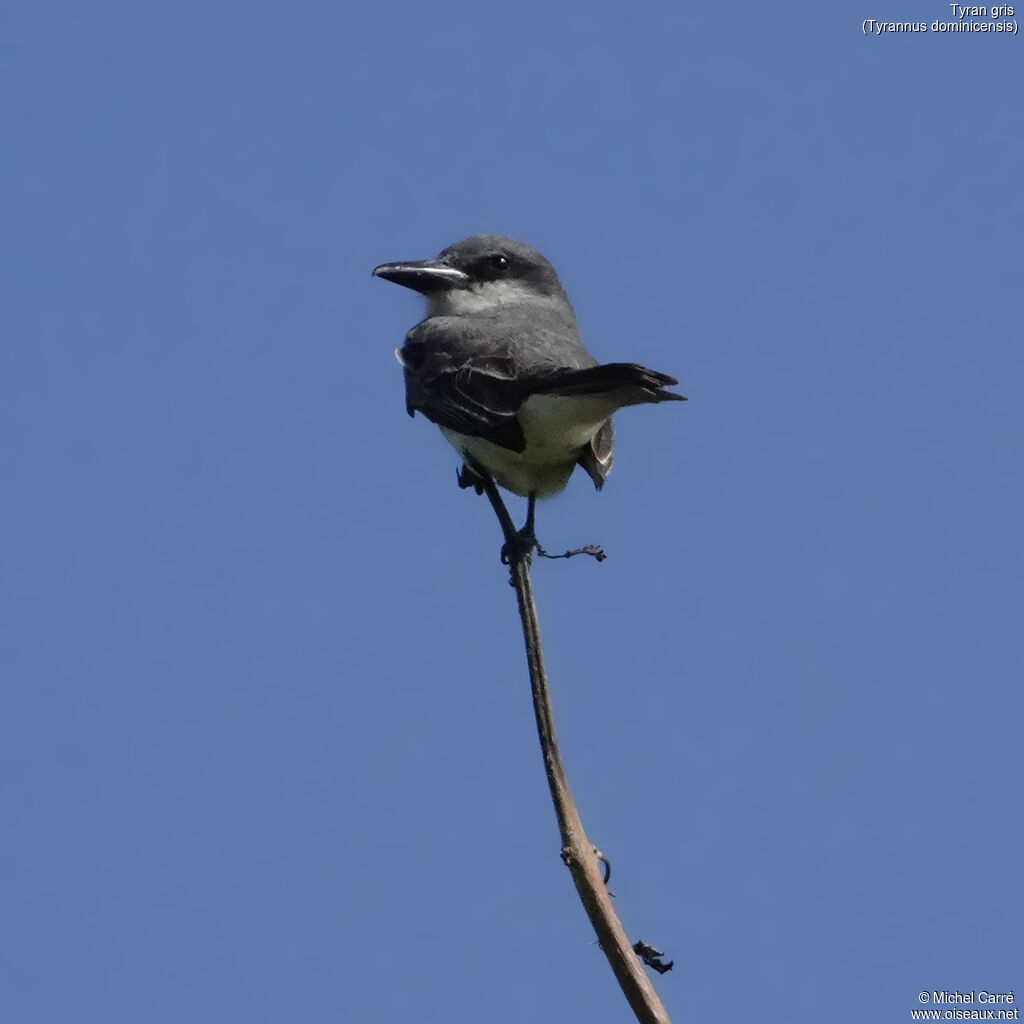 Tyran gris