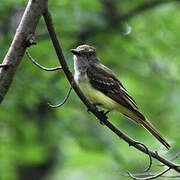 Great Crested Flycatcher