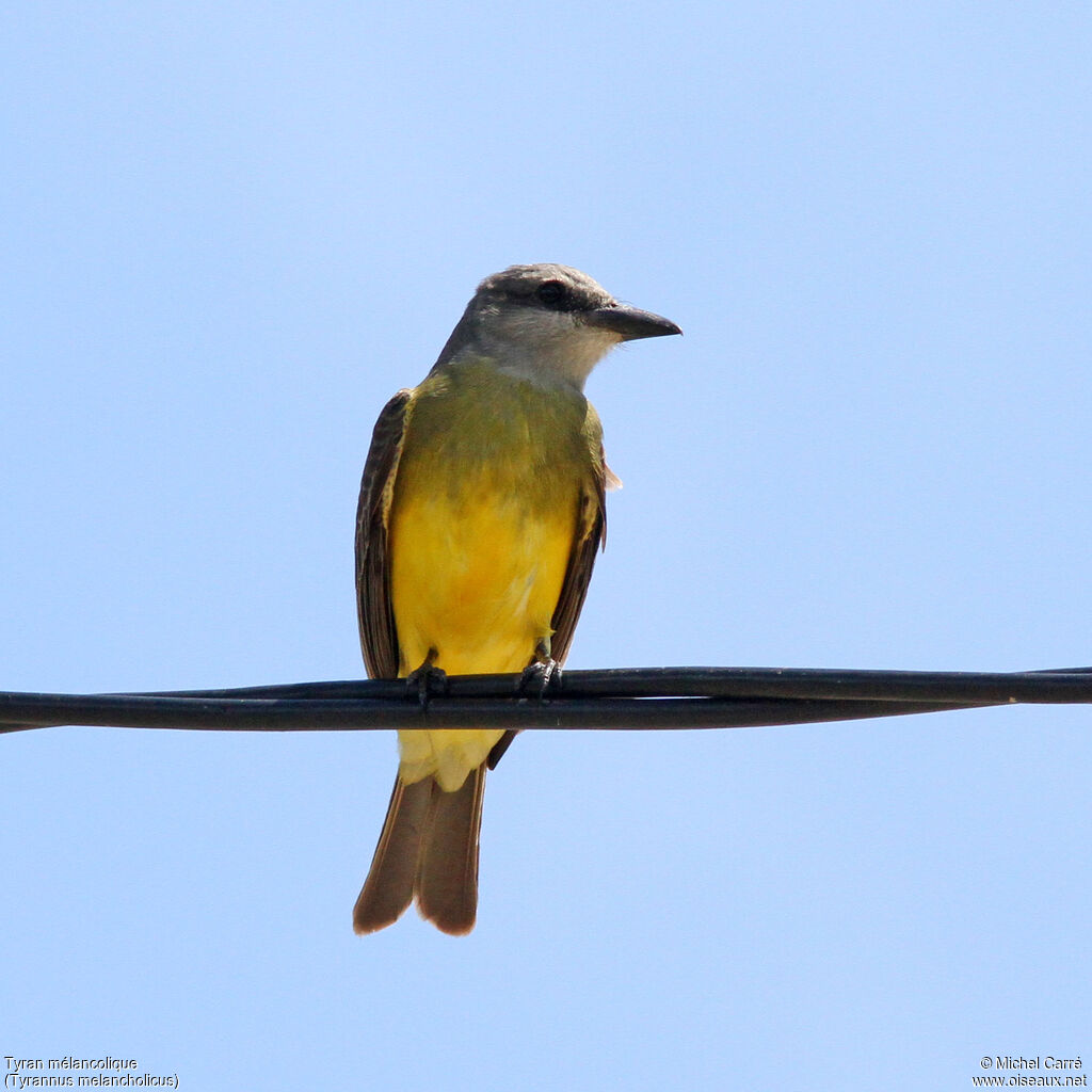 Tropical Kingbird