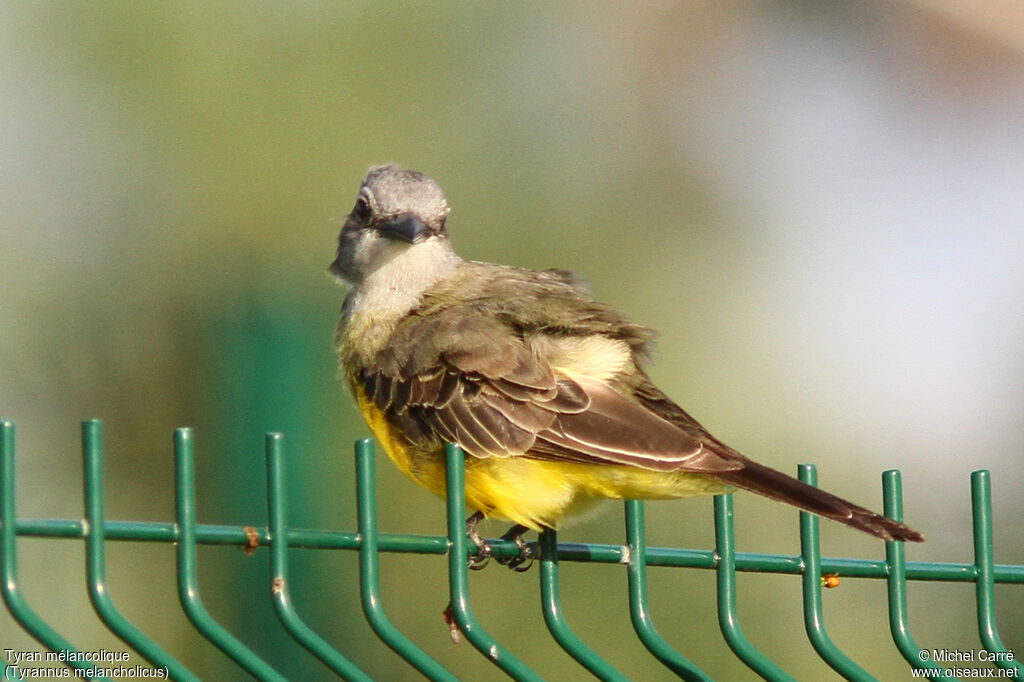 Tropical Kingbird