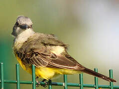 Tropical Kingbird