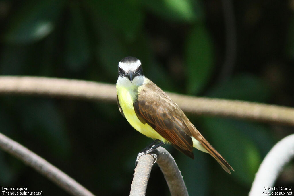 Great Kiskadee