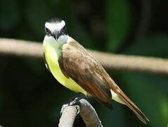 Great Kiskadee