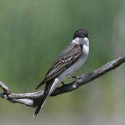 Eastern Kingbird