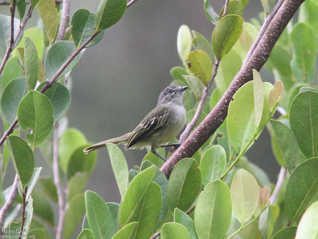 Guianan Tyrannuletadult, habitat, pigmentation