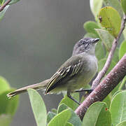 Guianan Tyrannulet