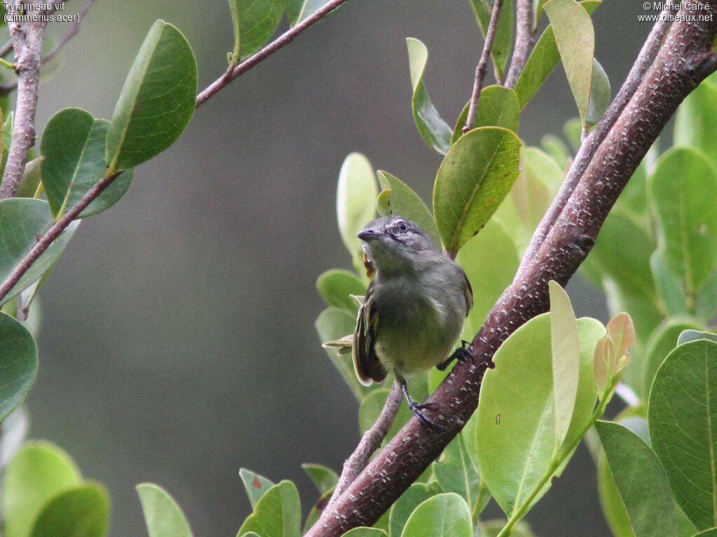 Guianan Tyrannulet