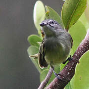 Guianan Tyrannulet