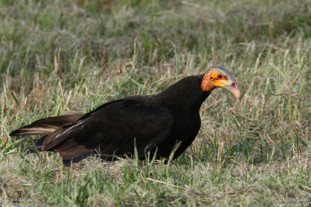 Lesser Yellow-headed Vulture