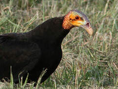 Lesser Yellow-headed Vulture