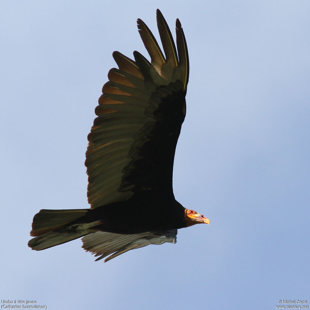 Lesser Yellow-headed Vulture