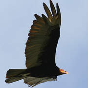 Lesser Yellow-headed Vulture