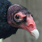 Turkey Vulture