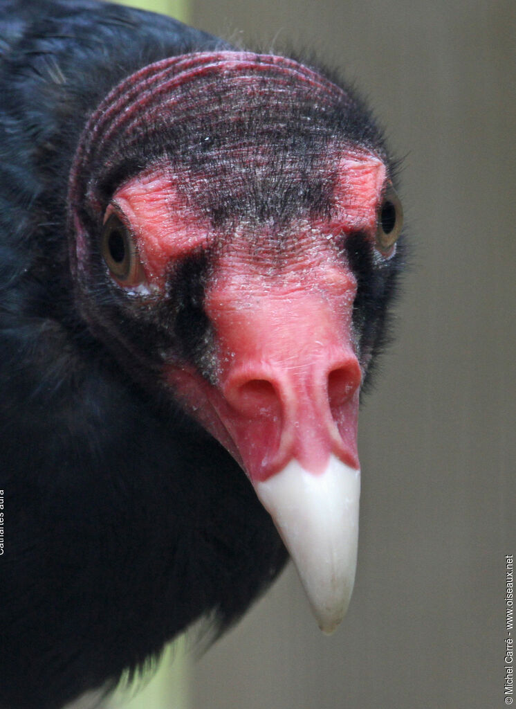 Urubu à tête rougeadulte