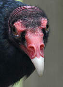 Turkey Vulture