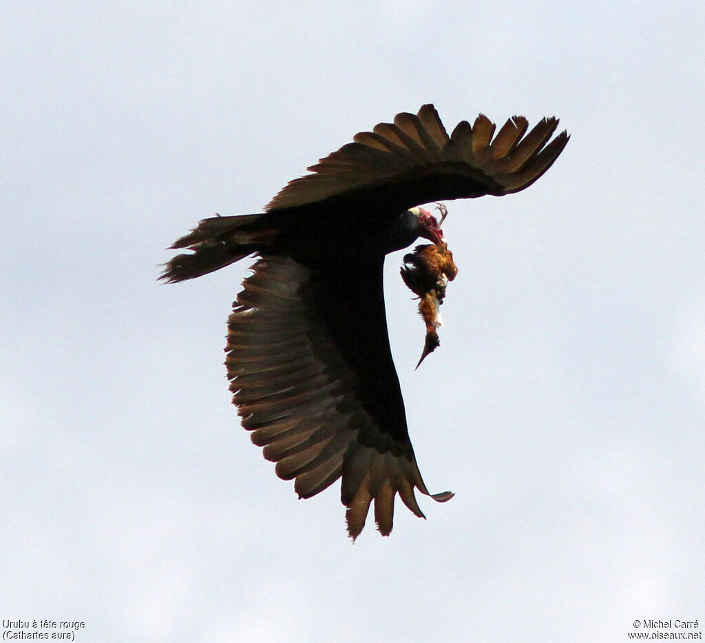 Turkey Vultureadult, Flight, feeding habits, Behaviour