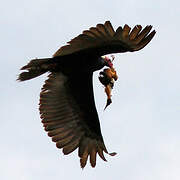 Turkey Vulture