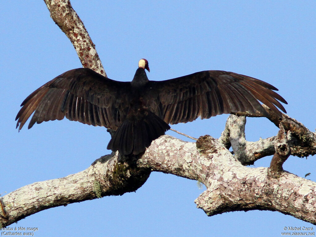 Turkey Vulture