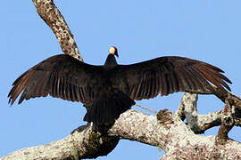 Turkey Vulture