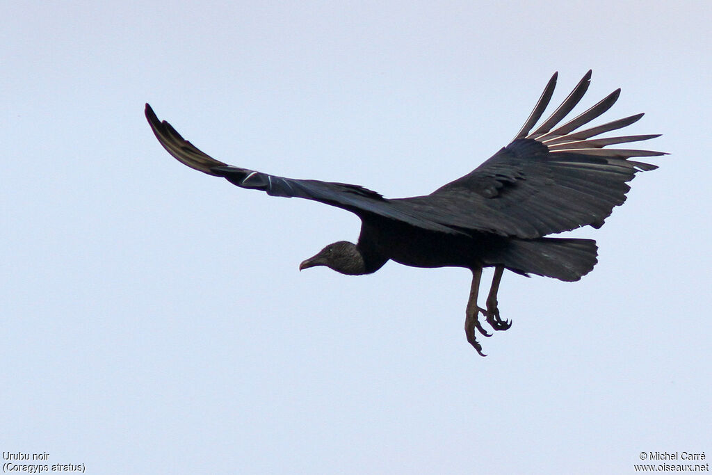 Black Vultureadult, Flight