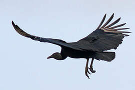 Black Vulture