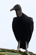 Black Vulture