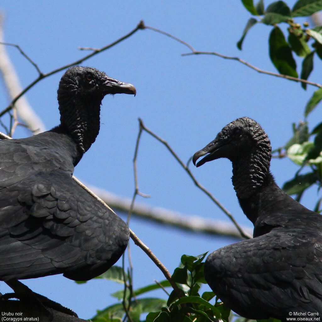 Black Vulture