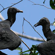 Black Vulture