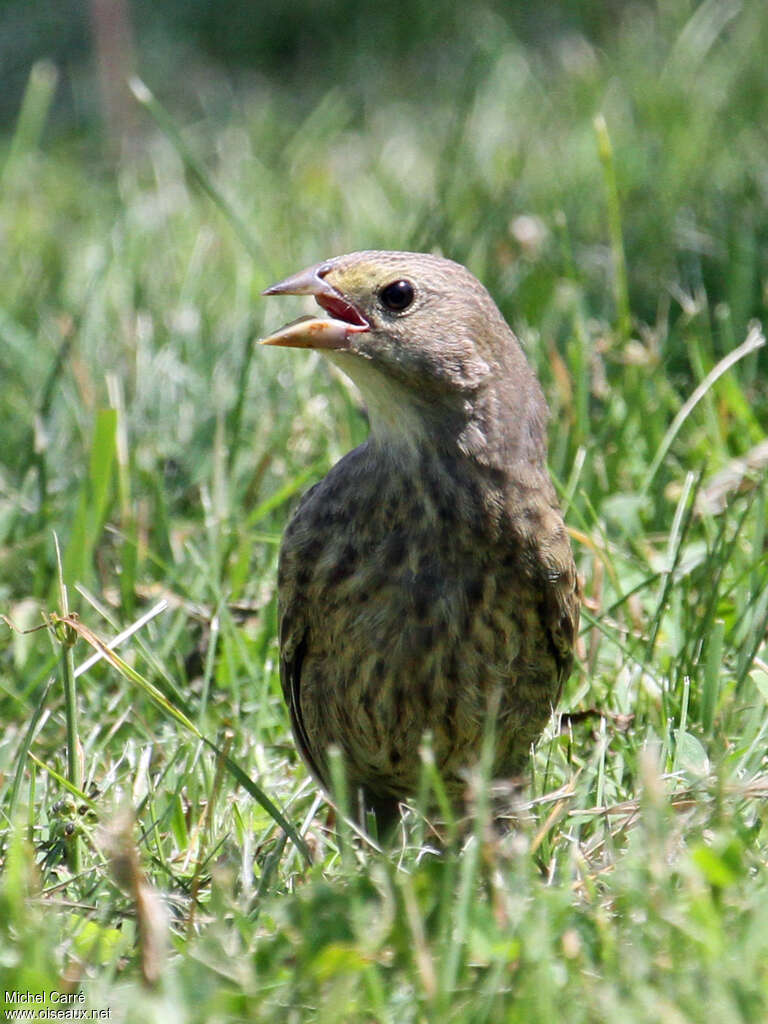 Brown-headed Cowbirdjuvenile, identification