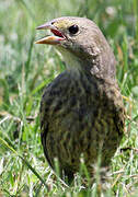 Brown-headed Cowbird