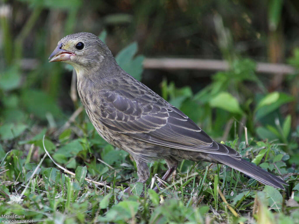 Vacher à tête brunejuvénile, identification