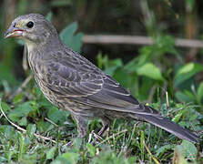 Brown-headed Cowbird