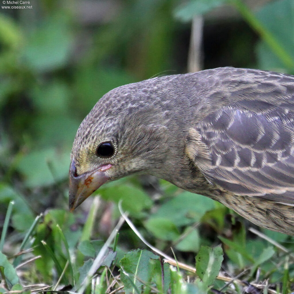 Brown-headed Cowbirdjuvenile