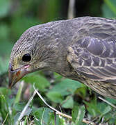 Brown-headed Cowbird