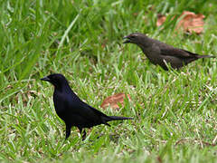 Shiny Cowbird