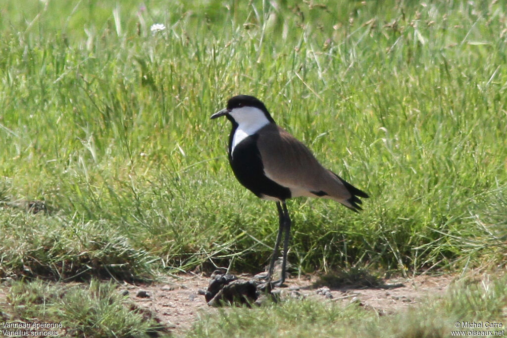 Spur-winged Lapwingadult