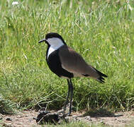 Spur-winged Lapwing